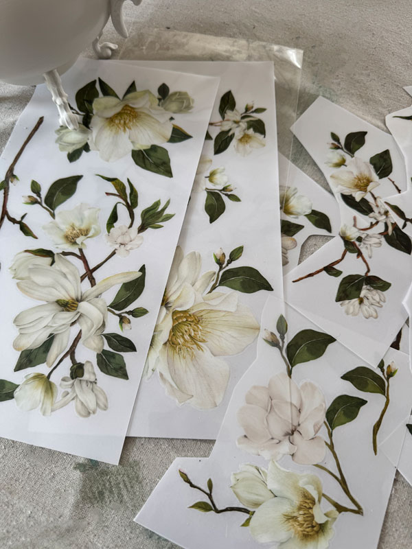 White magnolia transfer