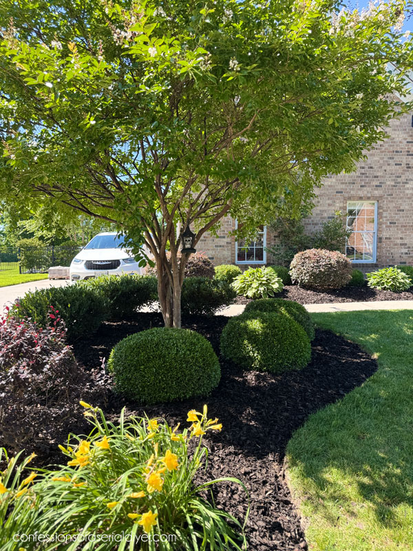Front yard landscaping progression